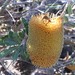 Southern Plains Banksia - Photo (c) overlander (Gerald Krygsman), some rights reserved (CC BY-NC), uploaded by overlander (Gerald Krygsman)