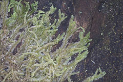 Lophocolea semiteres