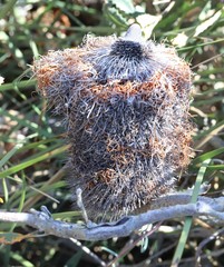 Banksia media