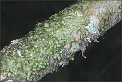 Frullania clavata