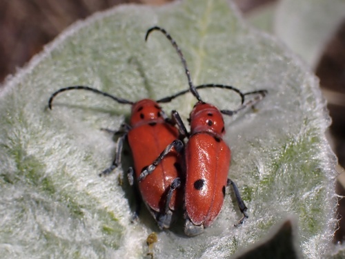iNaturalist observation photo of Tetraopes basalis