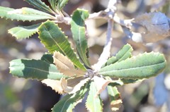 Banksia media