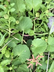 Centella cordifolia