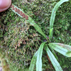 Notogrammitis angustifolia