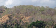 Eucalyptus alba