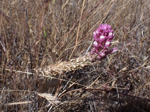 iNaturalist observation photo of purple owl's-clover