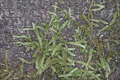 Lembophyllum divulsum