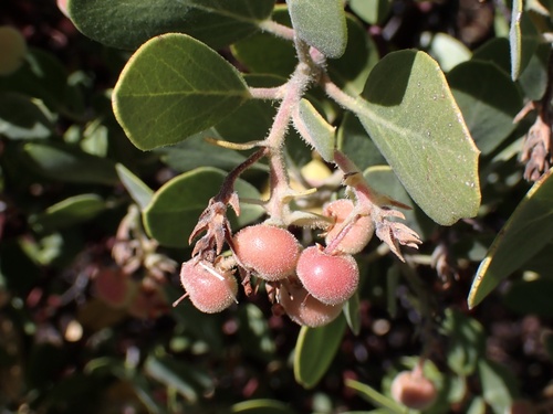iNaturalist observation photo of Eastwood Manzanita