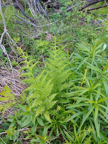 northern lady fern