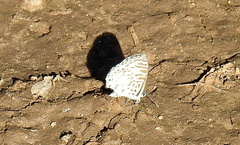Leptotes cassius cassius