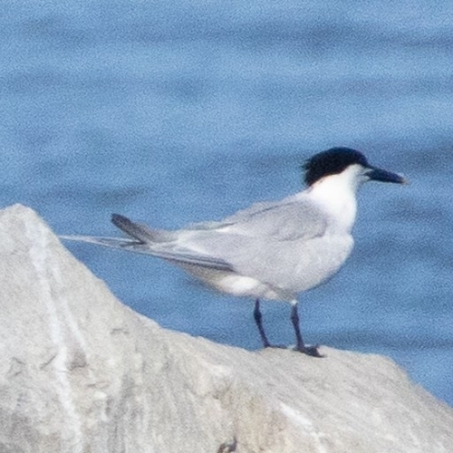 iNaturalist image