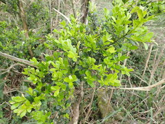 Buxus sinica