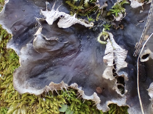 iNaturalist observation photo of membranous pelt lichen