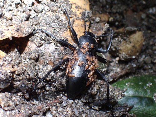 iNaturalist observation photo of Parasitinae