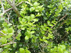 Buxus sinica