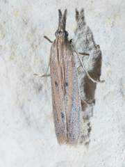 Bandera binotella