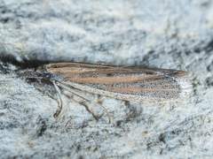 Bandera binotella
