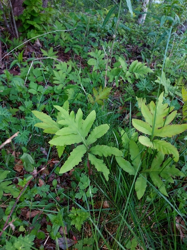 sensitive fern