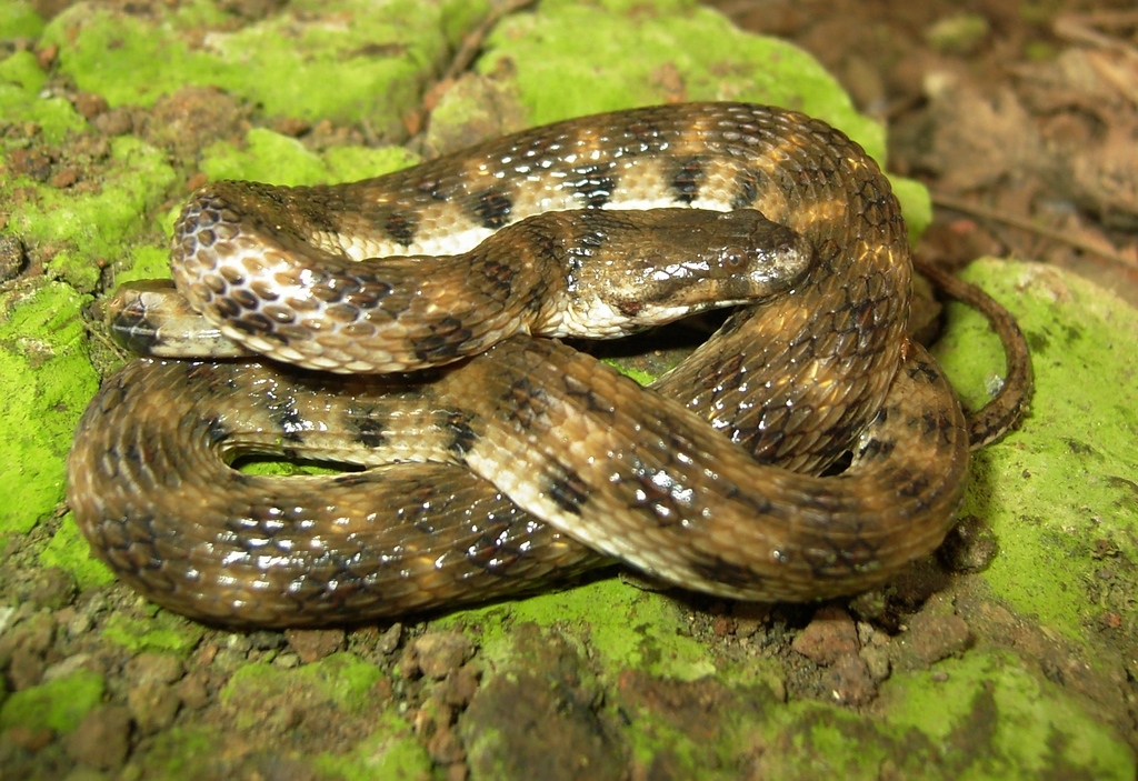 Shreve's Keelback