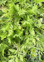 Torilis nodosa