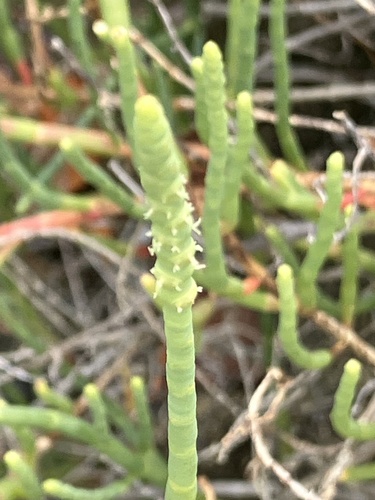 Salicornia perennis, photograph 6