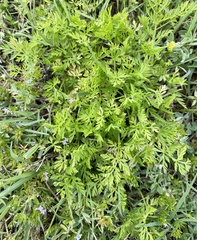 Torilis nodosa