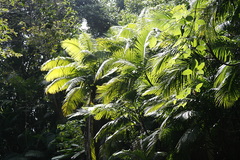 Phytelephas tenuicaulis