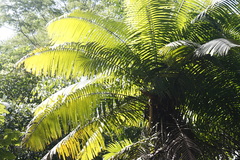 Phytelephas tenuicaulis