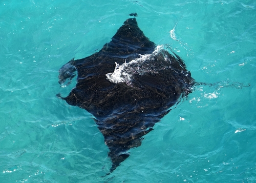 Reef Manta Ray