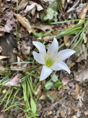 Zephyranthes atamasco