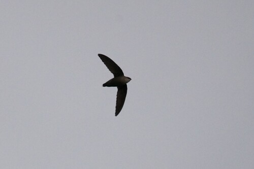 Chimney Swift