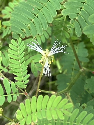 Desmanthus virgatus, photograph 5