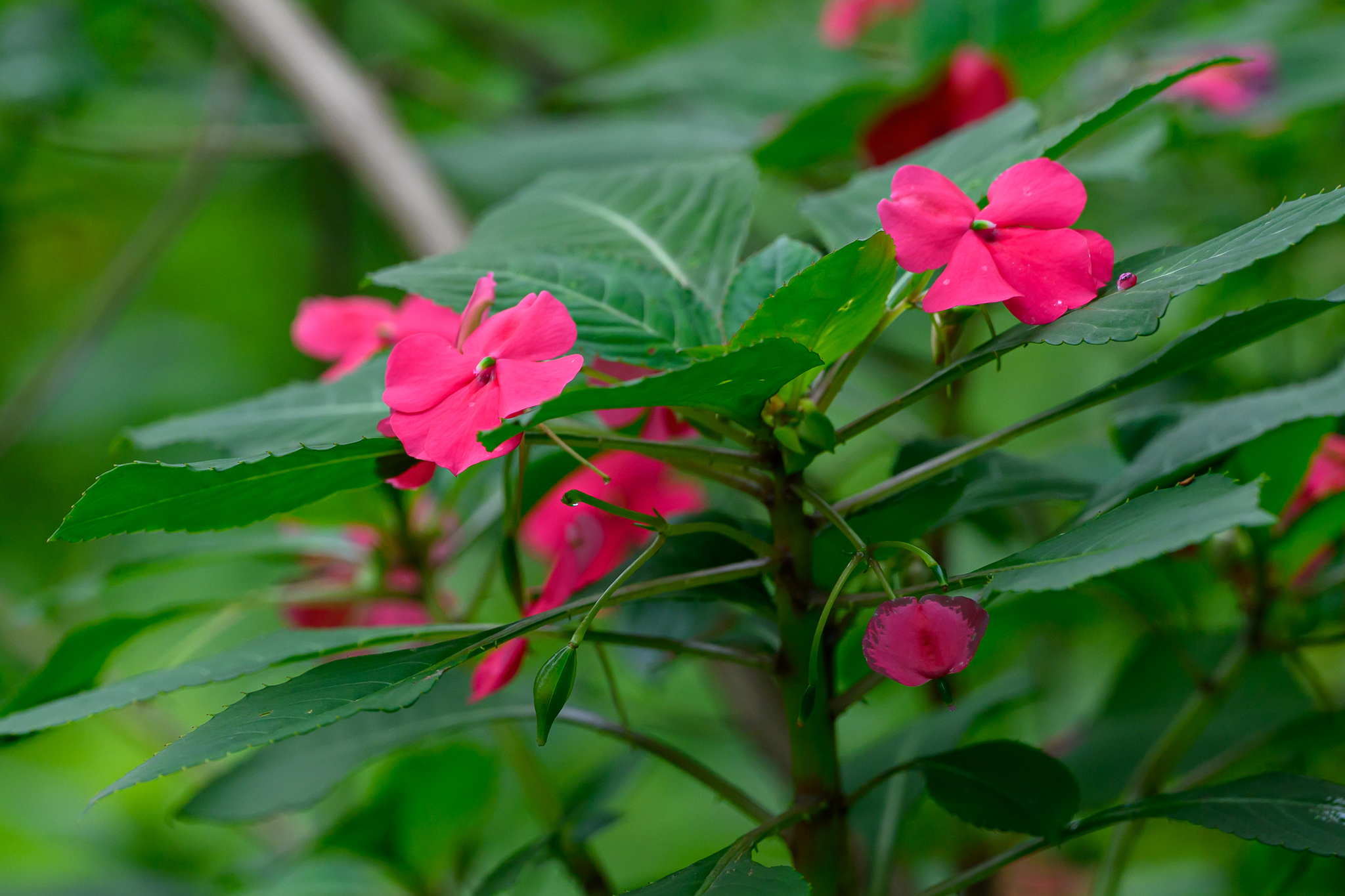 Impatiens walleriana