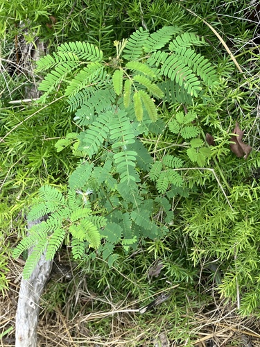 Desmanthus virgatus, photograph 6
