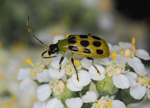 Spotted Cucumber Beetle