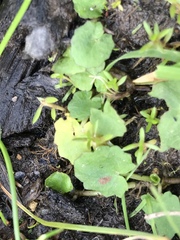 Centella cordifolia