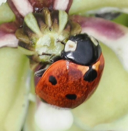 Seven-spotted Lady Beetle