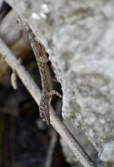 Anolis argenteolus