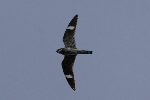 Common Nighthawk observed by nikolevy
