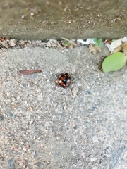 Aiolocaria hexaspilota