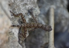 Anolis argenteolus