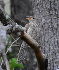 Cacomantis variolosus variolosus