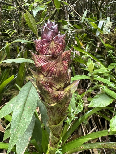 Guzmania mitis, photograph 3