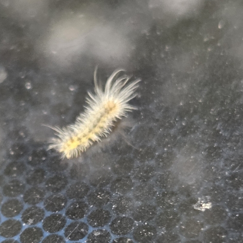 Banded Tussock Moth