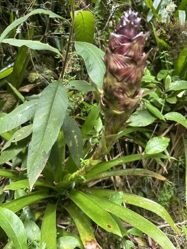 Guzmania mitis, photograph 4
