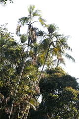 Lepidocaryeae
