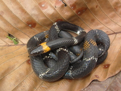 Oxyrhopus melanogenys