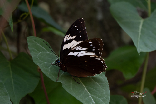 Penthema adelma