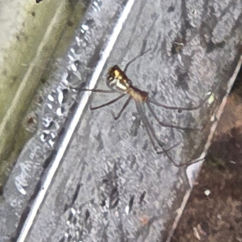 Filmy Dome Spider