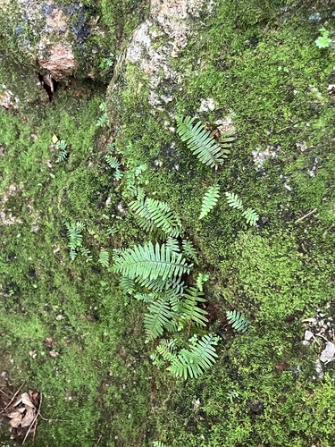 Pecluma plumula, photograph 3